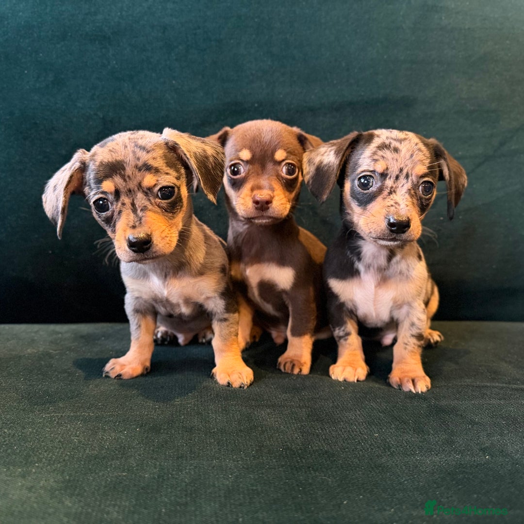 Mixed Breed dogs for sale: Chihuahua cross dachshund puppies  - Advert 10