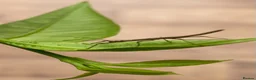 Stick Insects invertebrates for sale: 🍃 Indian Stick insects 🍃  - Advert 1