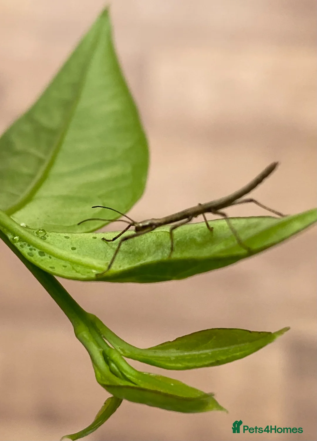 Stick Insects invertebrates for sale: 🍃 Indian Stick insects 🍃  - Advert 1
