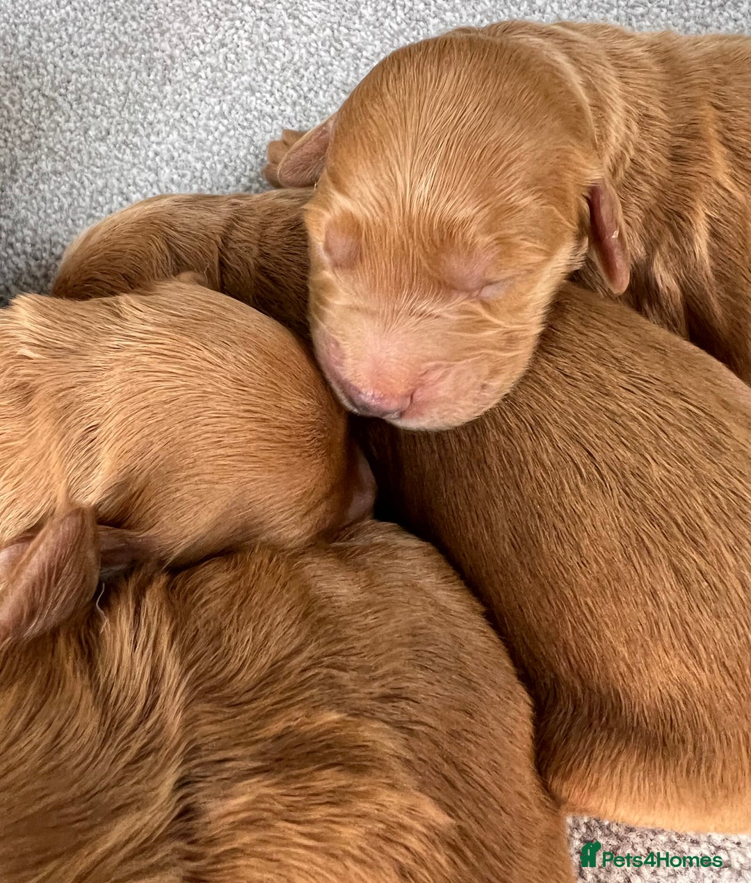 Mini Goldendoodle dogs for sale: Mini GoldenDoodle Puppies - Image 7