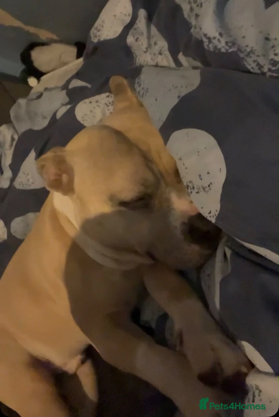 American Bully dogs for sale: Standard American Bully Male - Advert 2