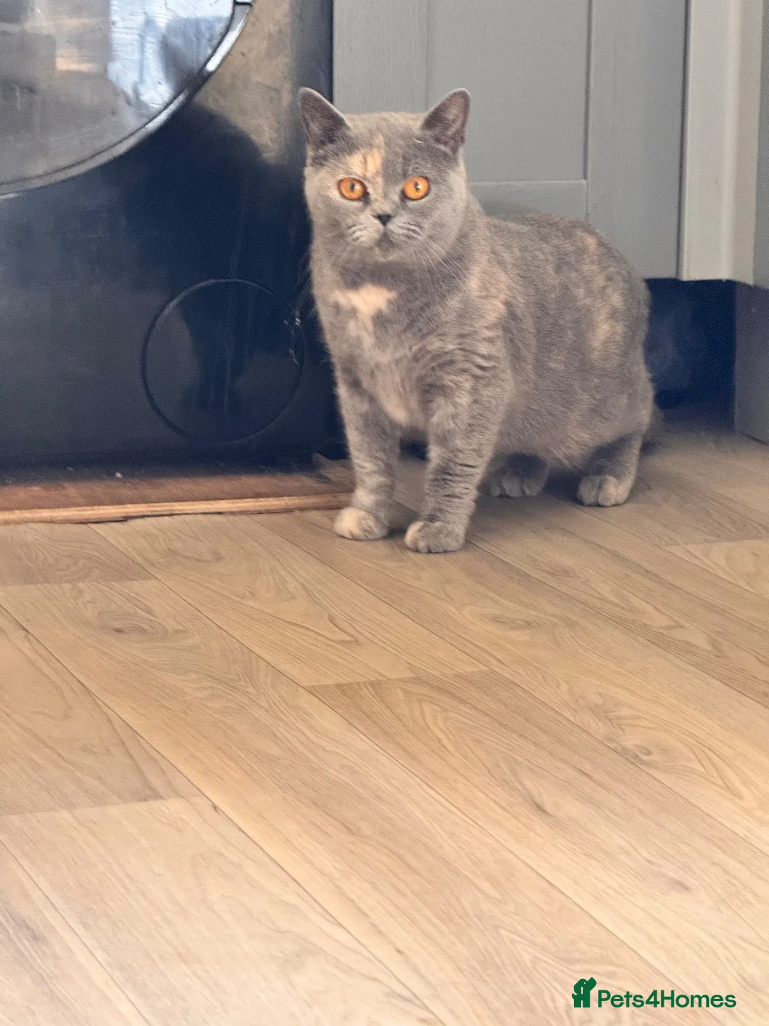 British Shorthair cats for sale: Beautiful blue tortie girl (active)  - Advert 2