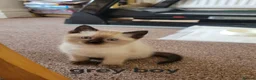 Ragamese cats for sale: Gorgeous Ragdoll x Siamese Kittens - Advert 20