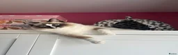 Ragdoll cats for sale: Ragdoll - Maggie in Middlesbrough - Advert 6