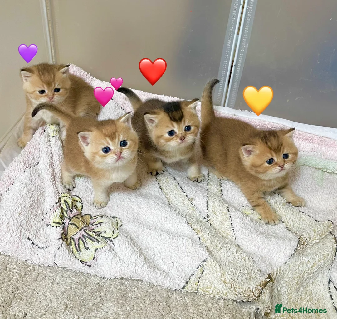 British Shorthair cats for sale: 🐾 GCCF Stunning Golden BSH kittens (girls)💕💕💕 - Advert 1