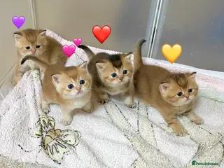 British Shorthair cats 🐾 GCCF Stunning Golden BSH kittens (girls)💕💕💕 - Advert 1