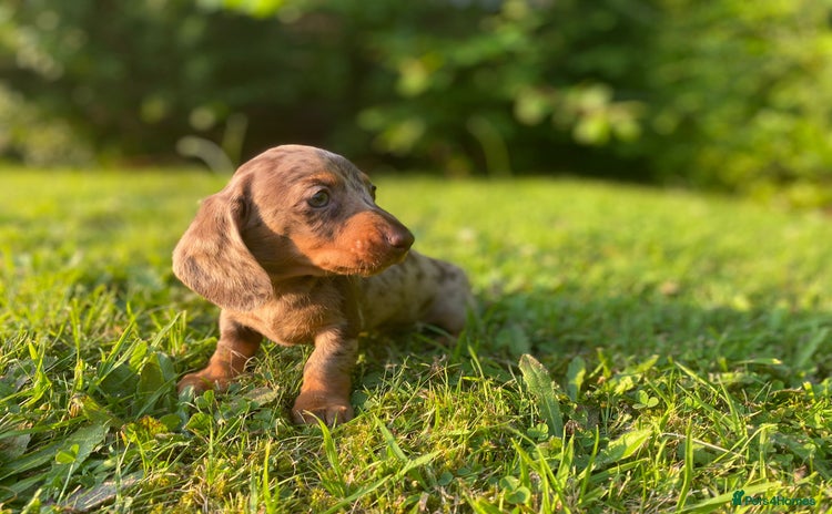 Miniature Dachshund dogs - Advert 3