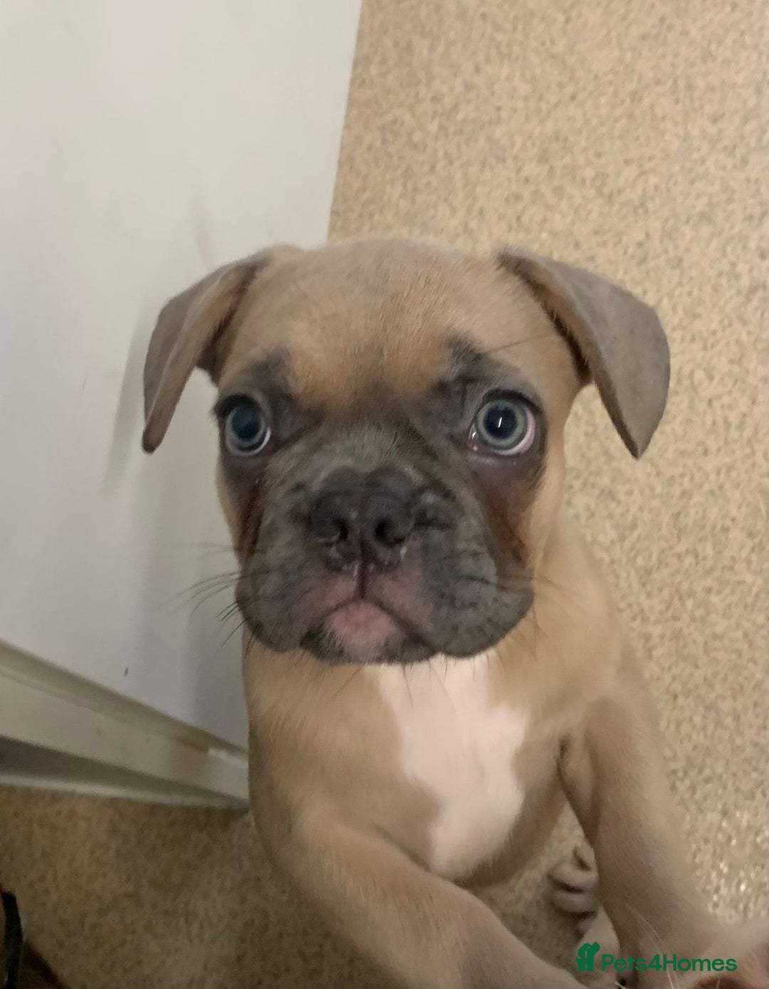 French Bulldog dogs for sale: One Beautiful Boy Left  - Image 1