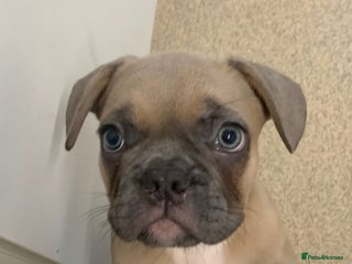 French Bulldog dogs - Advert 29