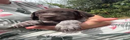German Shorthaired Pointer dogs for sale: 8 week old German Shorthaired Pointer puppies  - Advert 1