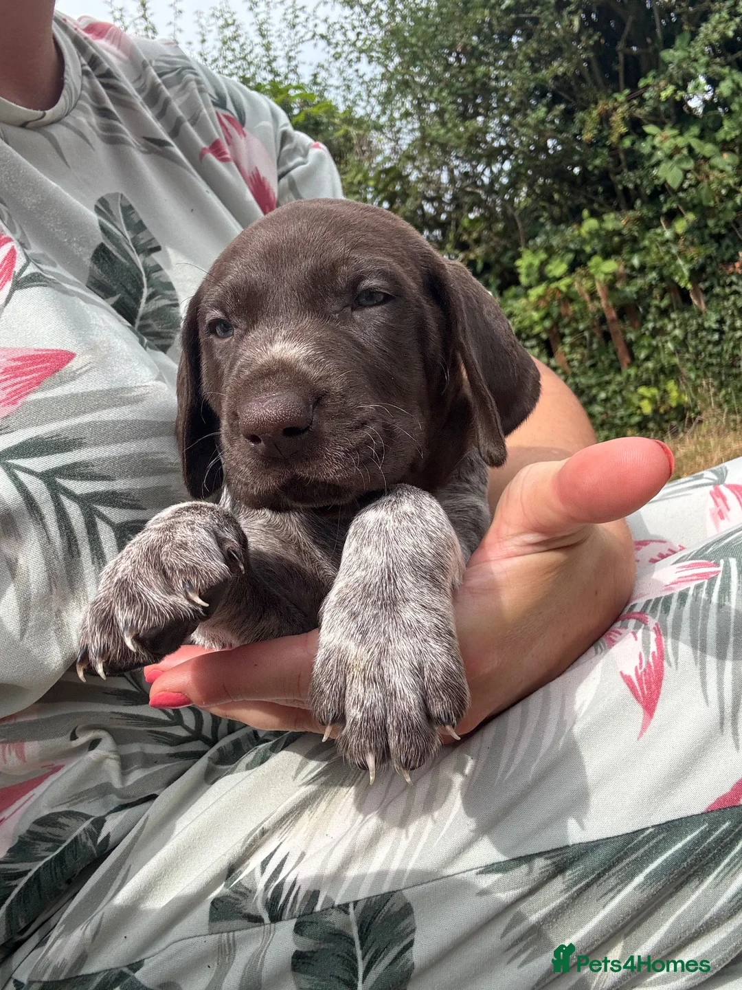 German Shorthaired Pointer dogs for sale: 8 week old German Shorthaired Pointer puppies  - Advert 1