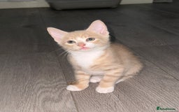 Mixed Breed cats for sale: STUNNING Russian Blue X Kitten READY TO GO - Image 5