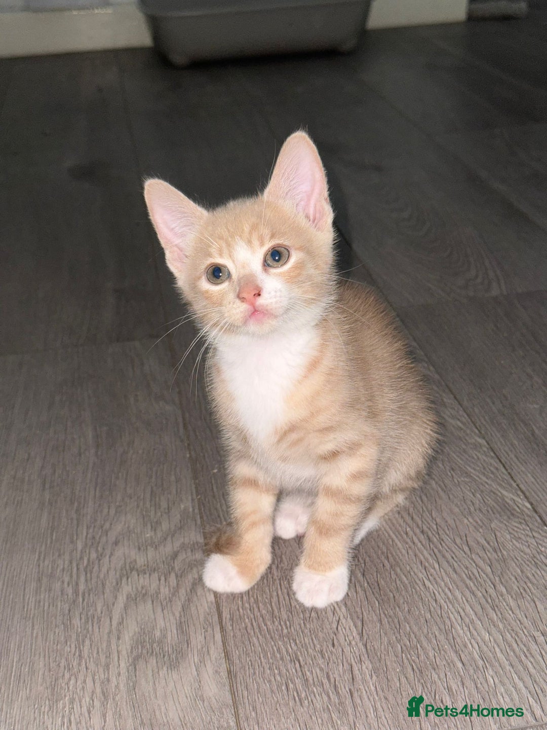 Mixed Breed cats for sale: STUNNING Russian Blue X Kitten READY TO GO - Image 5
