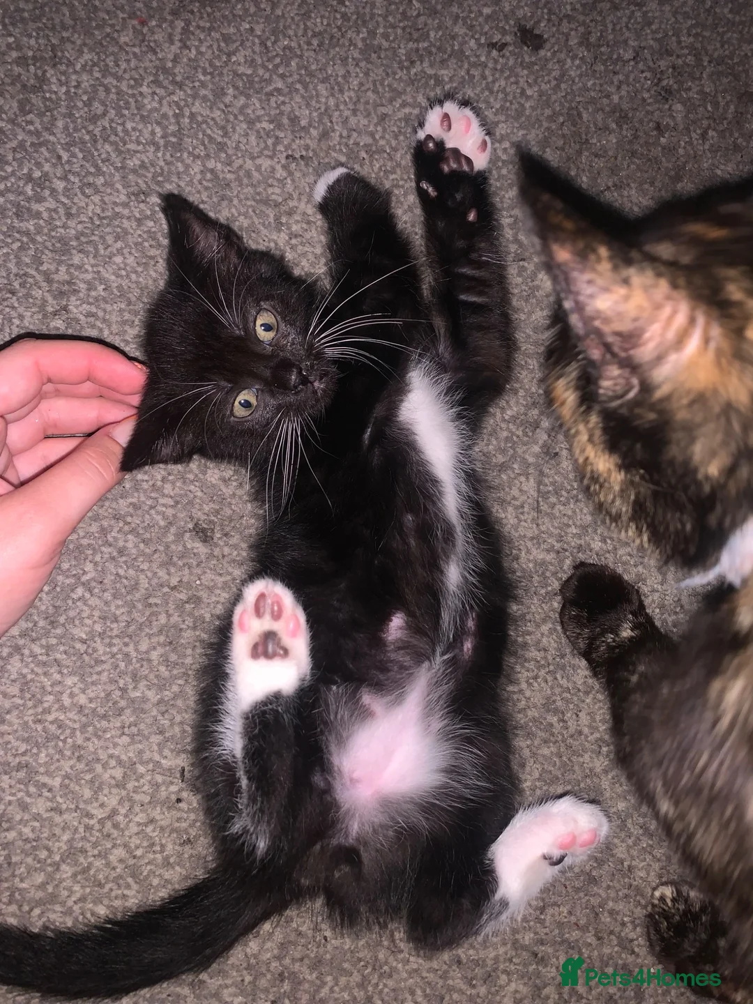 Mixed Breed cats for sale: Male kitten - Advert 1
