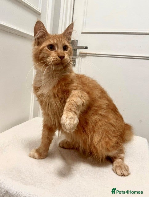 Maine Coon cats Stunning Red Maine Coon Kitten – TICA Registered  - Advert 2