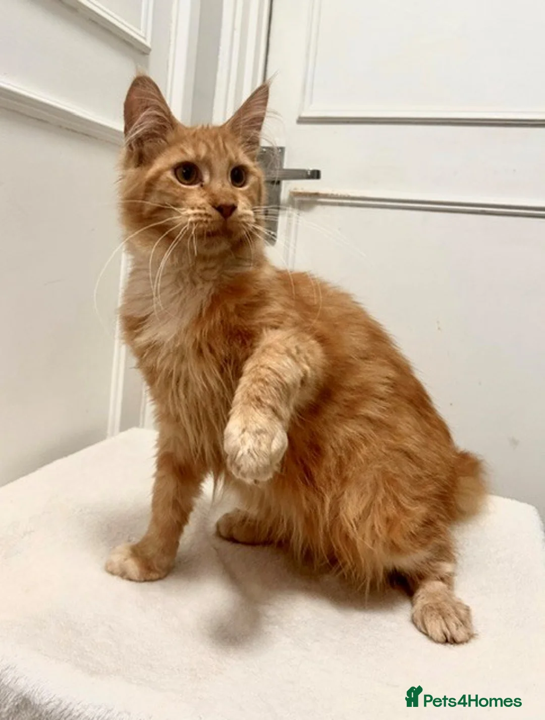 Maine Coon cats for sale: Stunning Red Maine Coon Kitten – TICA Registered  - Advert 2