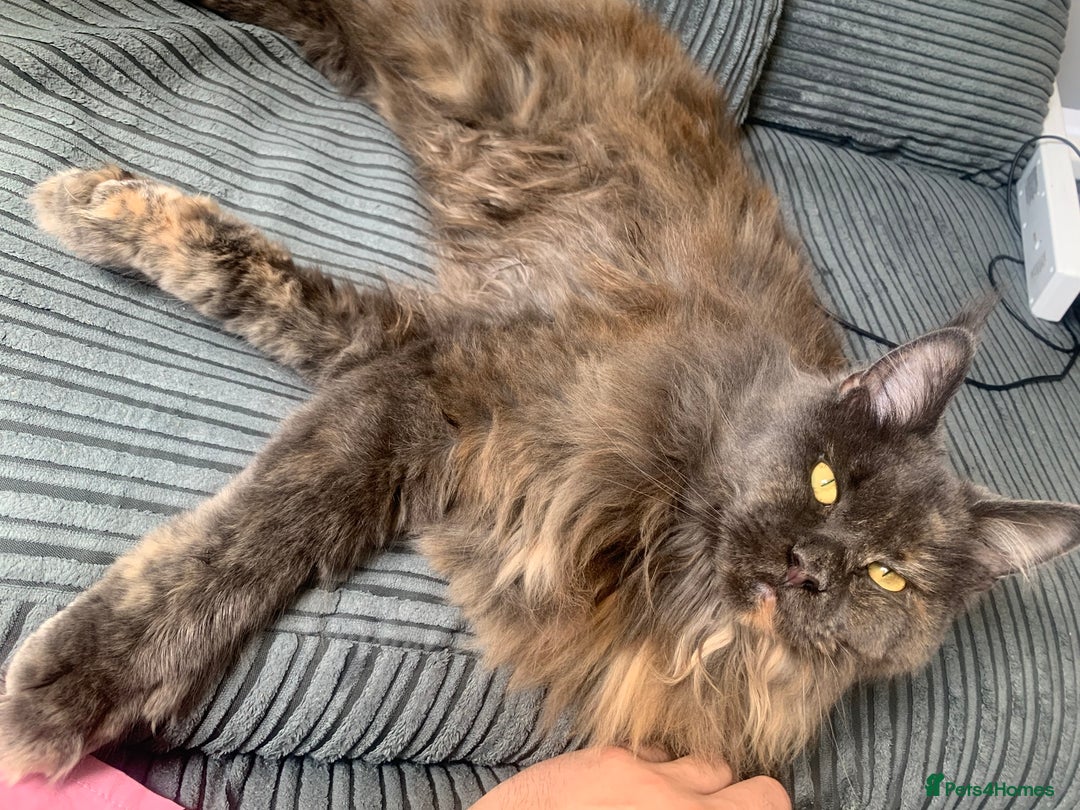Maine Coon cats for sale: Maine coon 2yr old  - Image 3