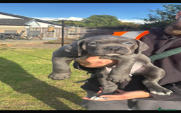 Cane Corso dogs for sale: Cane corso puppies looking for their forever homes - Image 12