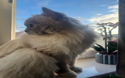 Ragdoll cats for stud: PROVEN GCCF Active Ragdoll Stud Dilute Lilac Genes in Manchester - Image 9