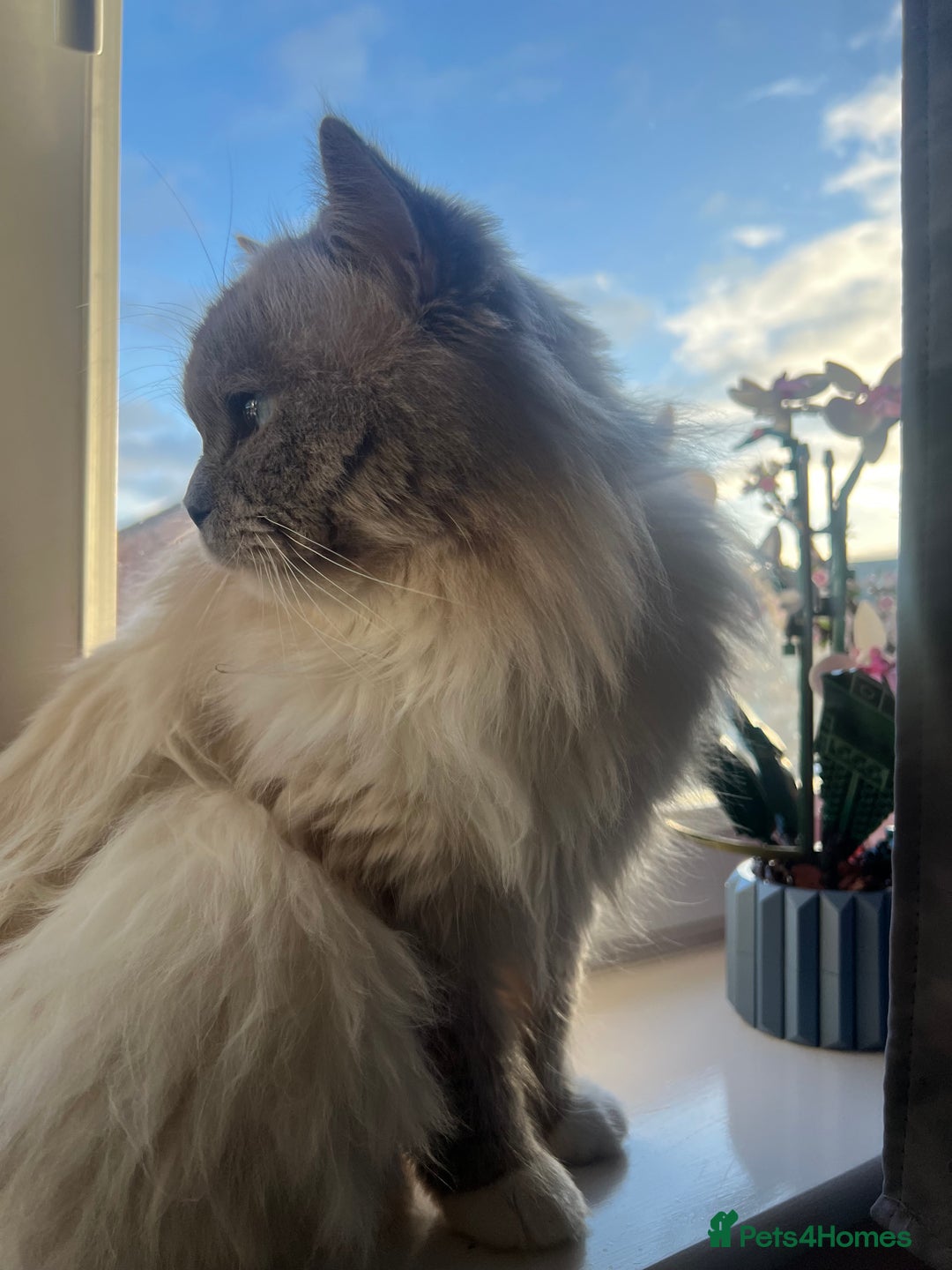Ragdoll cats for stud: PROVEN GCCF Active Ragdoll Stud Dilute Lilac Genes in Manchester - Image 9