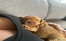 Labradoodle dogs for sale: Red & Apricot F1 Miniature Labradoodle Puppies - Image 9