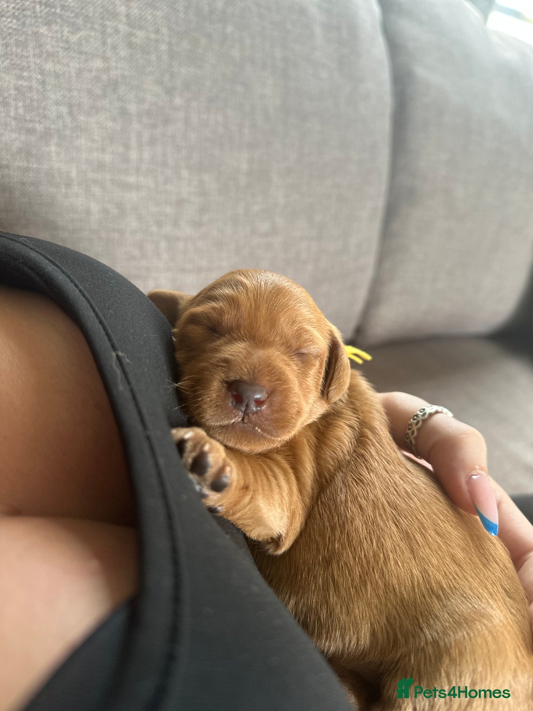 Labradoodle dogs for sale: Red & Apricot F1 Miniature Labradoodle Puppies - Image 9