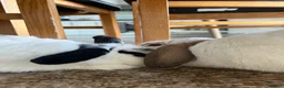 Mini Lop rabbits for sale: Palo and Sage Mini Lops 1.5 years in Sheffield - Advert 2