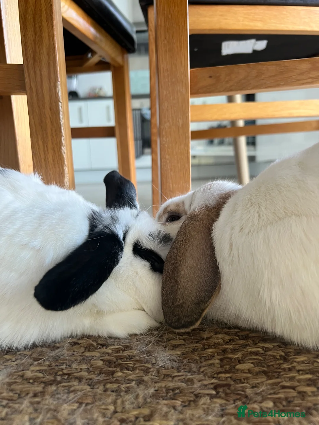 Mini Lop rabbits for sale: Palo and Sage Mini Lops 1.5 years in Sheffield - Advert 2