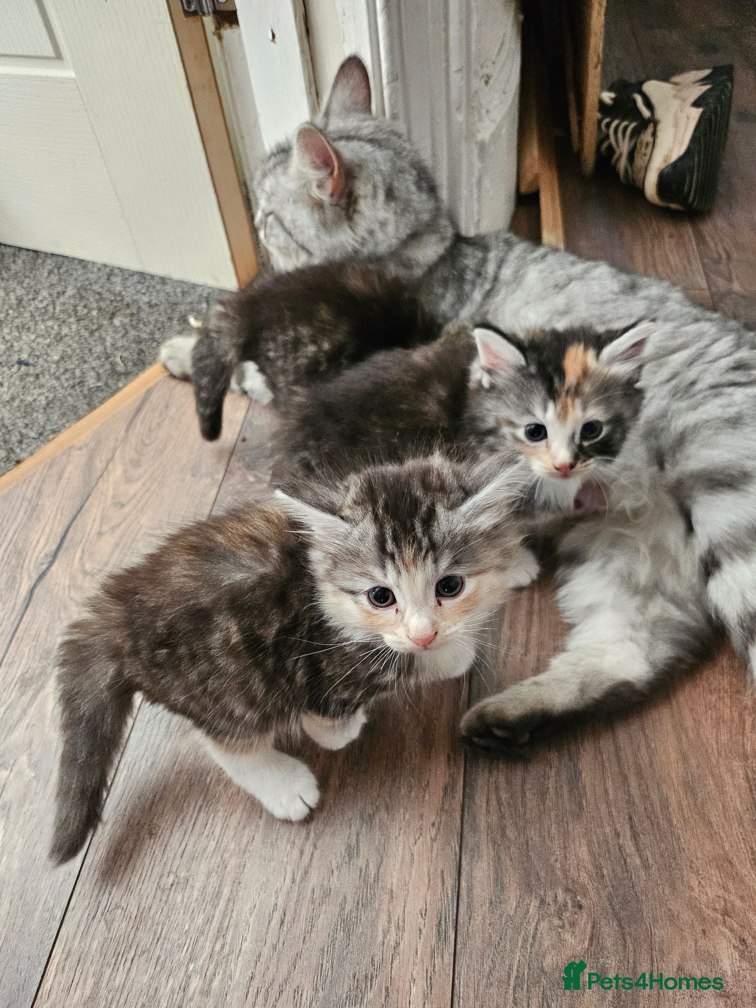 British Longhair cats Georgous silver silver & ginger Longhaired kittens - Advert 9
