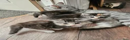 British Longhair cats for sale: Georgous silver silver & ginger Longhaired kittens - Advert 1