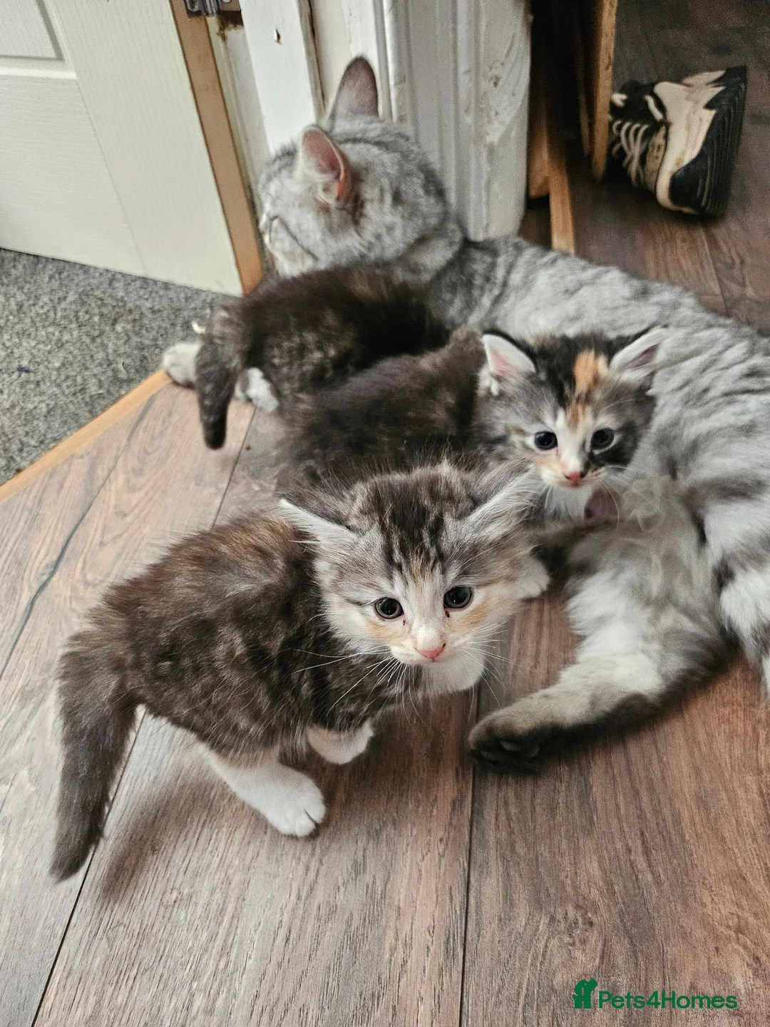 British Longhair cats for sale: Georgous silver silver & ginger Longhaired kittens - Advert 1