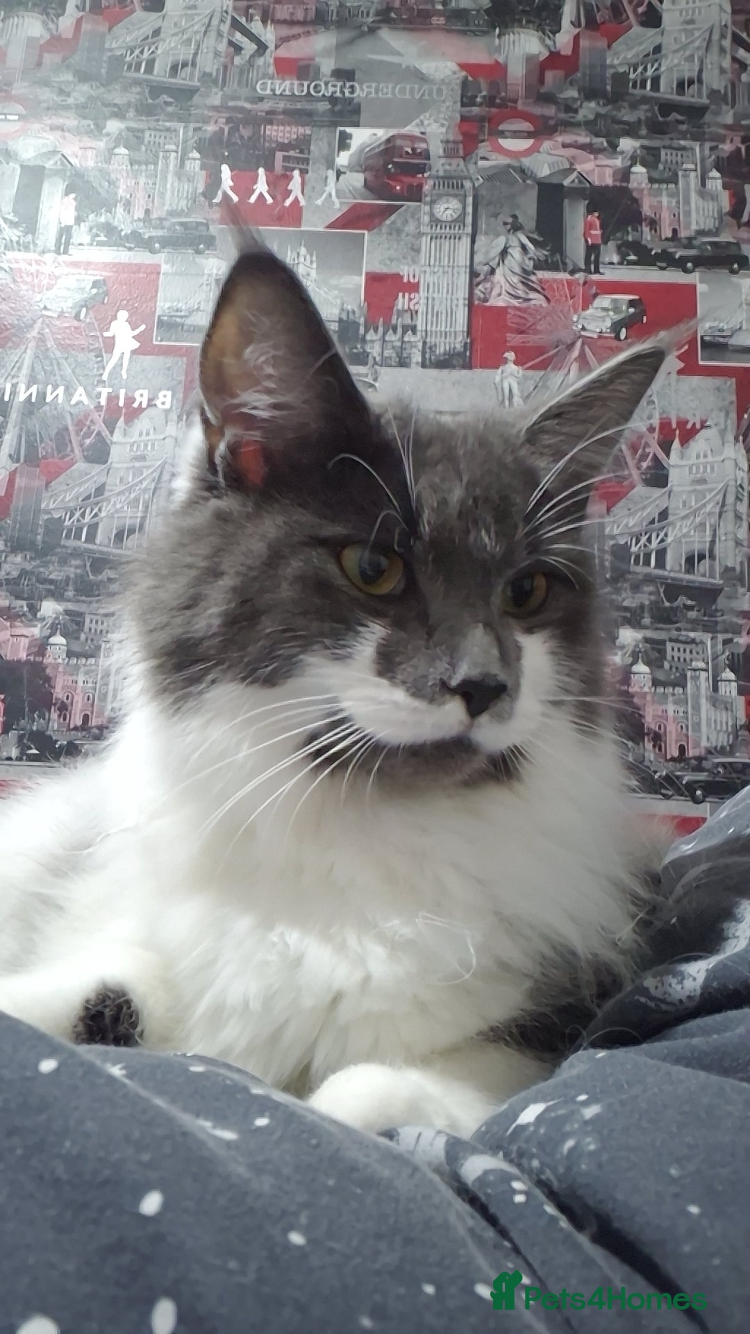 Maine Coon cats Maine Coon X British Shorhair for Adoption - Advert 2