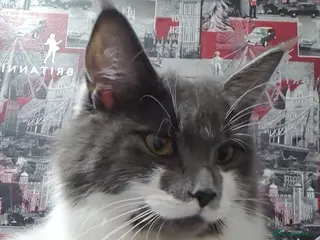 Maine Coon cats Maine Coon X British Shorhair for Adoption - Advert 12