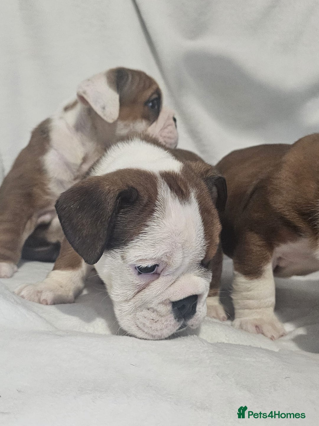 English Bulldog dogs for sale: Champion English bulldogs - Image 26
