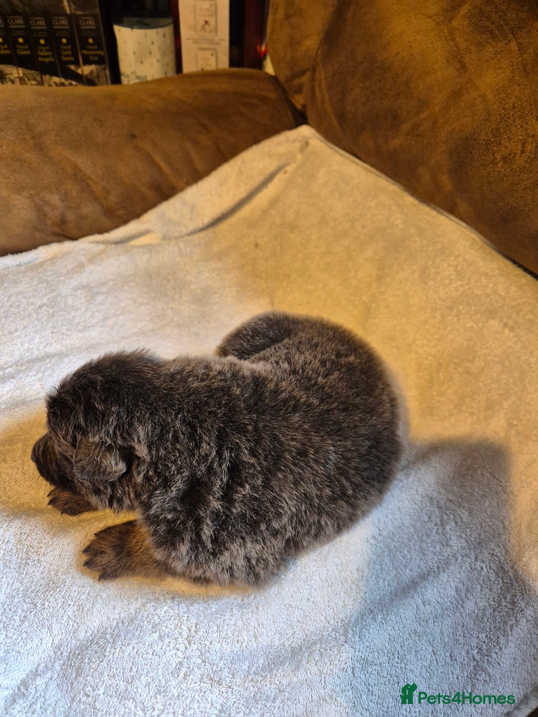 German Shepherd dogs for sale: KC German Shepherd Puppies Blue, White & Black/Tan - Image 5