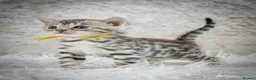 Bengal cats for sale: Stunning Silver Snow ❄️ Bengal Kittens  - Advert 25