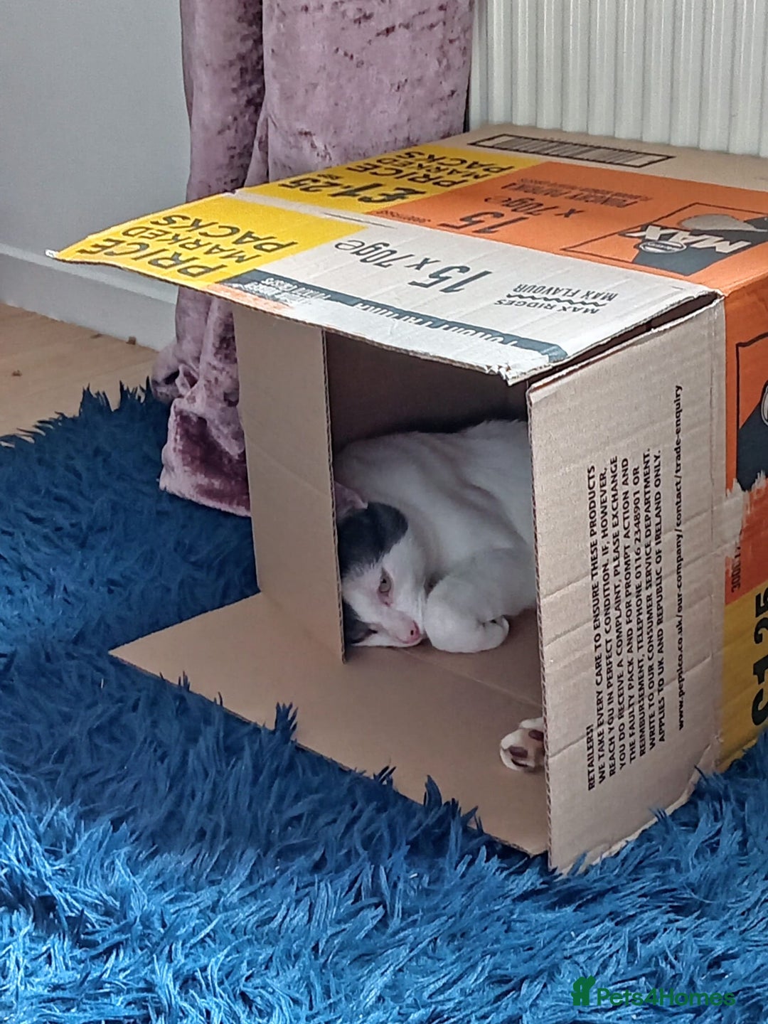 Mixed Breed cats for sale: Could you Adopt John Snowy? - Image 4