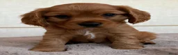 Cavalier King Charles Spaniel dogs for sale: Gorgeous Cavalier King Charles Puppies! - Advert 16