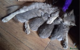 Mixed Breed cats for sale: Awesome Spotty Dotty Silver  Blue Bengal x Kittens - Image 4