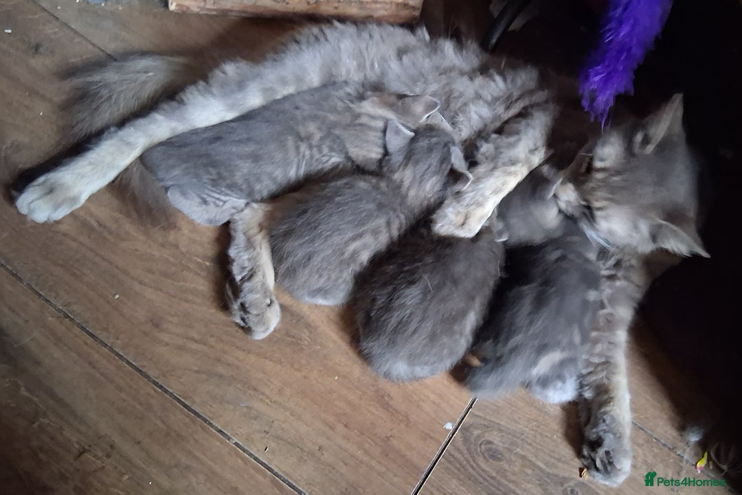 Mixed Breed cats for sale: Awesome Spotty Dotty Silver  Blue Bengal x Kittens - Image 4