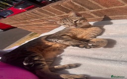 Savannah cats for sale: Savannah Cat looking for a new home  - Image 3