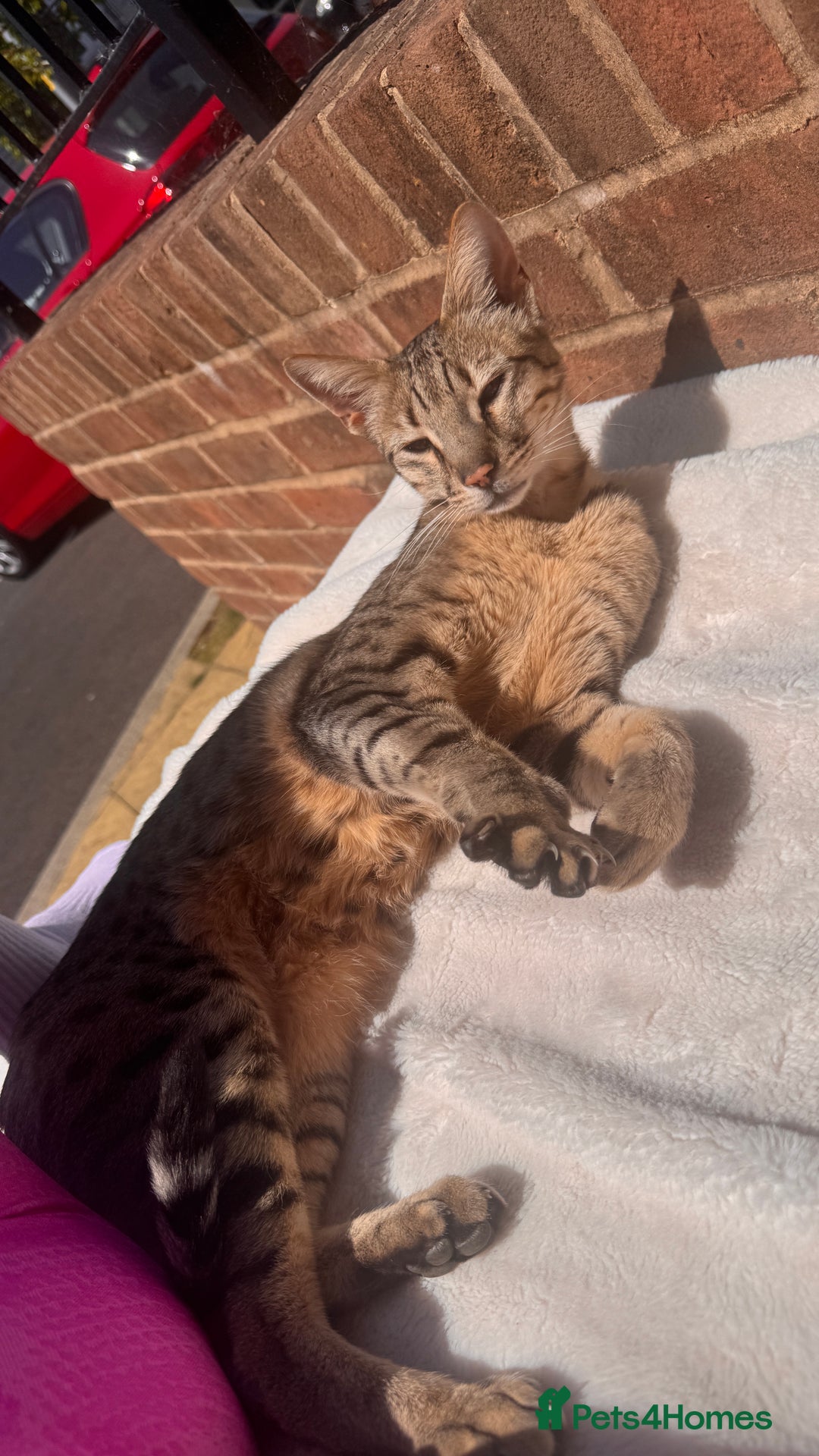 Savannah cats for sale: Savannah Cat looking for a new home  - Image 3