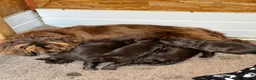 Cocker Spaniel dogs for sale: Cocker Spaniel puppies full pedigree for sale - Advert 2