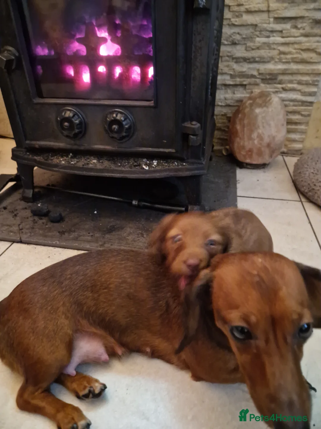 Miniature Dachshund dogs for sale: Beautiful chocolate and tan long haired puppy in Enniskillen - Advert 14