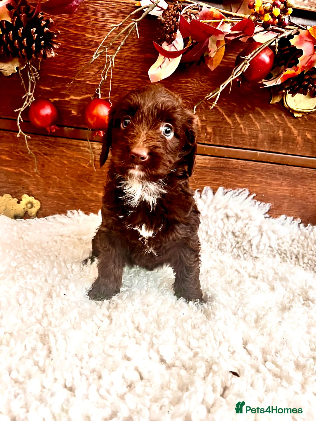 Sproodle dogs for sale: Chocolate Sproodle Puppies rare Merle  - Advert 20