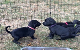 Springador dogs for sale: Stunning black/black&white springador pups - Image 5