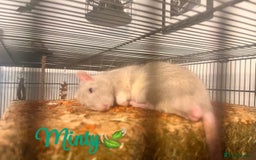 Rat rodents for sale: Two male Fancy Rats in need of rehoming - Image 3