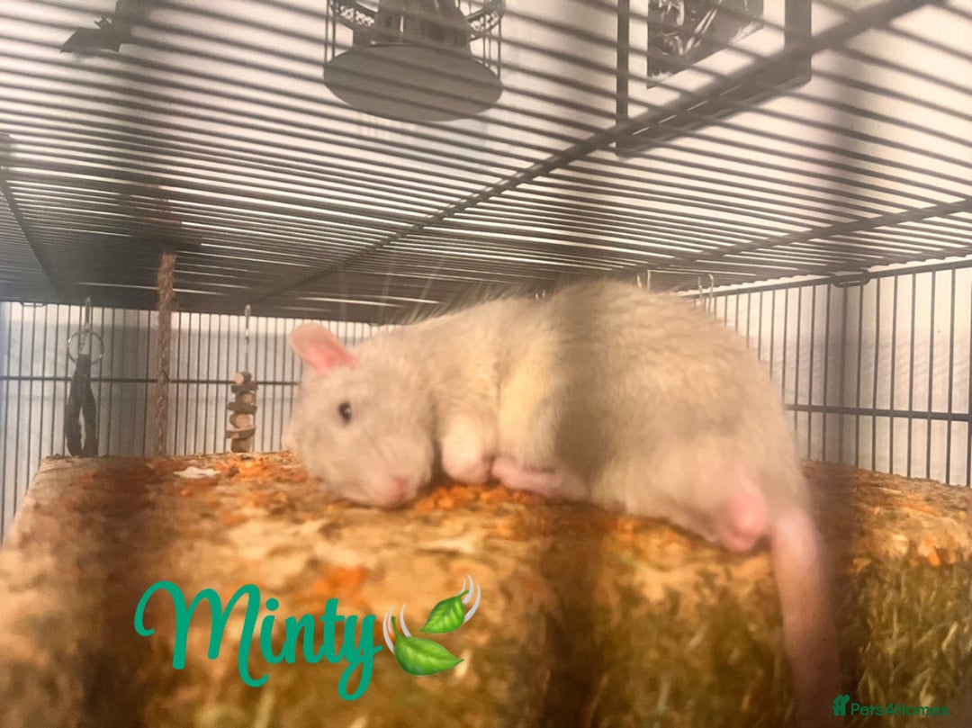 Rat rodents for sale: Two male Fancy Rats in need of rehoming - Image 3