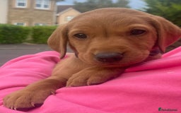 Labrador Retriever dogs for sale: Fox Red Labrador Puppies  - Image 9