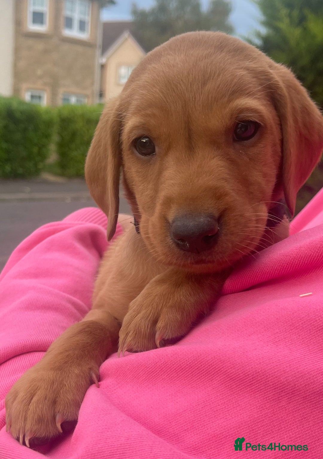 Labrador Retriever dogs for sale: Fox Red Labrador Puppies  - Image 9